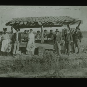 Group sorting fruit under roofed shelter, circa 1910