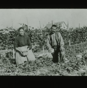 Man and woman harvesting berries for Carolina Trucking Development Company, circa 1910