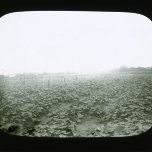 Cucumber field, circa 1900