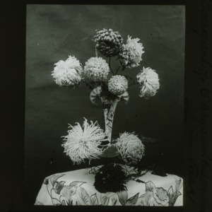 Bouquet of chrysanthemums in vase, circa 1910