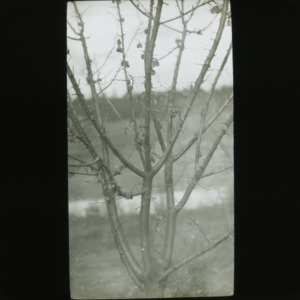 Shriveled plum "mummies" on tree in winter, circa 1900