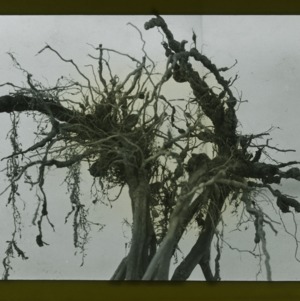 Knotted roots, circa 1910