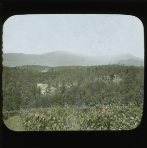 Polk County vineyard in the mountains, colorized, circa 1910