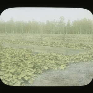 Cucumber harvest, colorized, circa 1910
