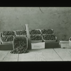 Baskets of berries, circa 1910