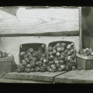 Baskets of strawberries, circa 1900