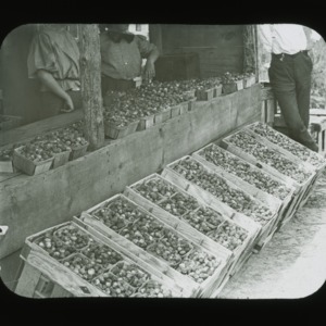 Strawberry stand, circa 1910