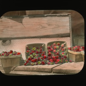 Baskets of strawberries, colorized, circa 1900