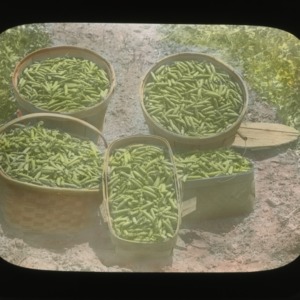 Baskets of harvested peas, colorized, circa 1910
