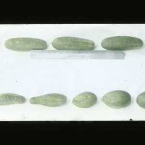 Comparison of harvested cucumbers, colorized, circa 1910