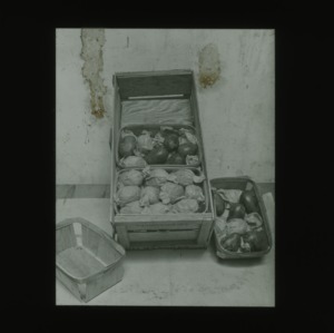 Eggplants packaged in crate, circa 1910