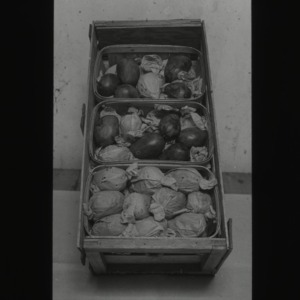 Eggplants packaged in crate, circa 1910