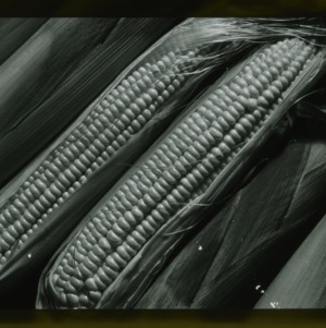 Corn, circa 1910