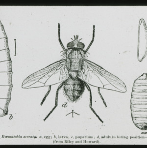 Drawing, Insect