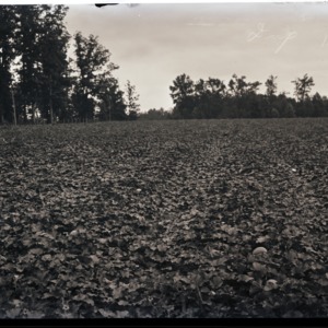 Pumpkin patch, circa 1910