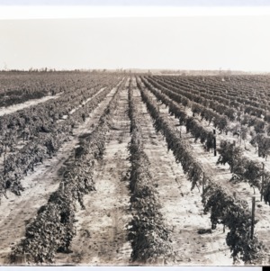 Delaware grape vineyard in Moore County, NC