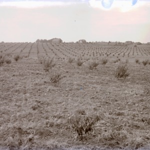 R.W. King's peach orchard in Raleigh, NC, 1915