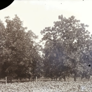 Crops and trees