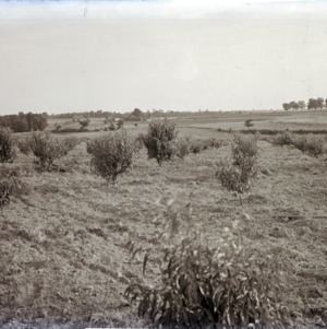 R.W. King's peach orchard in Raleigh, NC, 1915