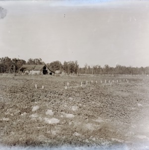 Potato patch on Pender Test Farm, 1915