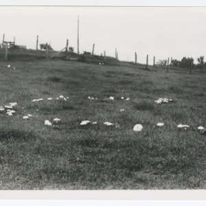 Fairy Rings of Mushrooms, circa 1930