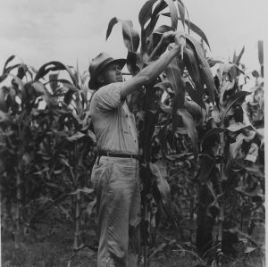 Tall corn