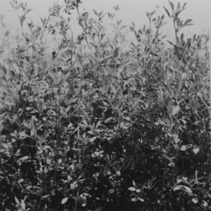 Alfalfa, Close-up of plants