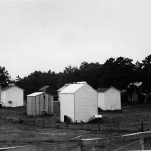 Rural homes, cured tobacco, barn