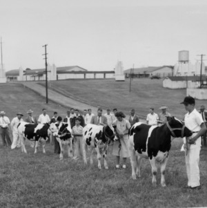 Animal industry calf showing