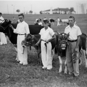 Animal industry calf showing