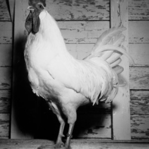 Rare breeds of chickens, turkey, dressed chickens on display