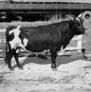 Cow and Calf showing