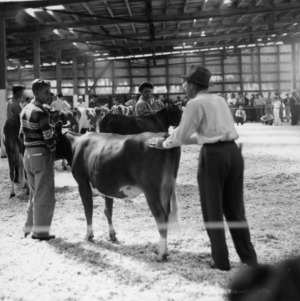 Cow and Calf exhibits prize-winners