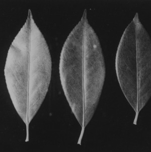 Close-up of three leaves