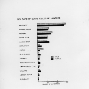 Sex Ratio of Ducks Killed by Hunters chart