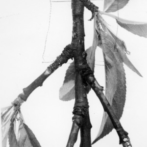 Study of twig