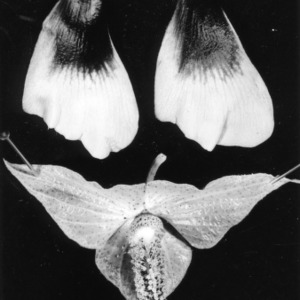 Wild Cotton (Gossypium gossypioides) study