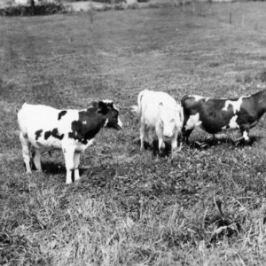 Cattle grazing at Central Experiment Station