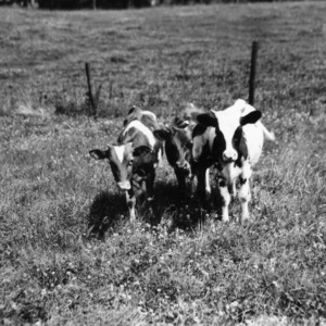 Cattle grazing at Central Experiment Station