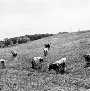 Cattle grazing in pasture on Central Farm
