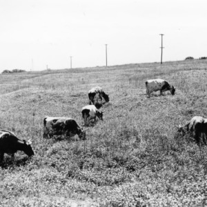 Cattle grazing in pasture on Central Farm