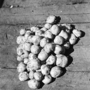 Potatoes for experiment