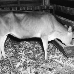 Calf feeding at trough