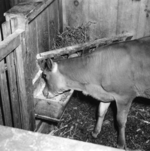 Calf feeding at trough