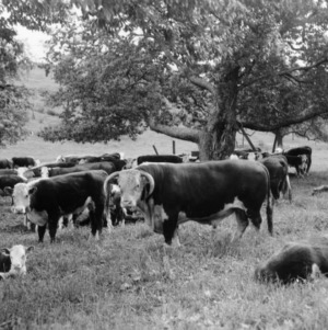 Cattle grazing in pasture at Upper Mountain Experiment Station