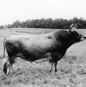 Bull in field