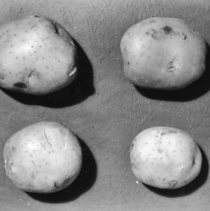 Study of different species potatoes