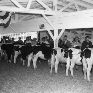 Dairy Cattle Judging at NC State Fair