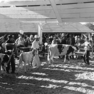 Dairy Cattle Judging at NC State Fair