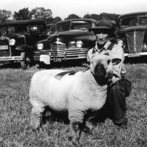 Sheep at NC State Fair